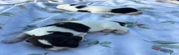 English Springer Spaniel dogs for sale: 9 beautiful springer puppies seeking forever home - Advert 12