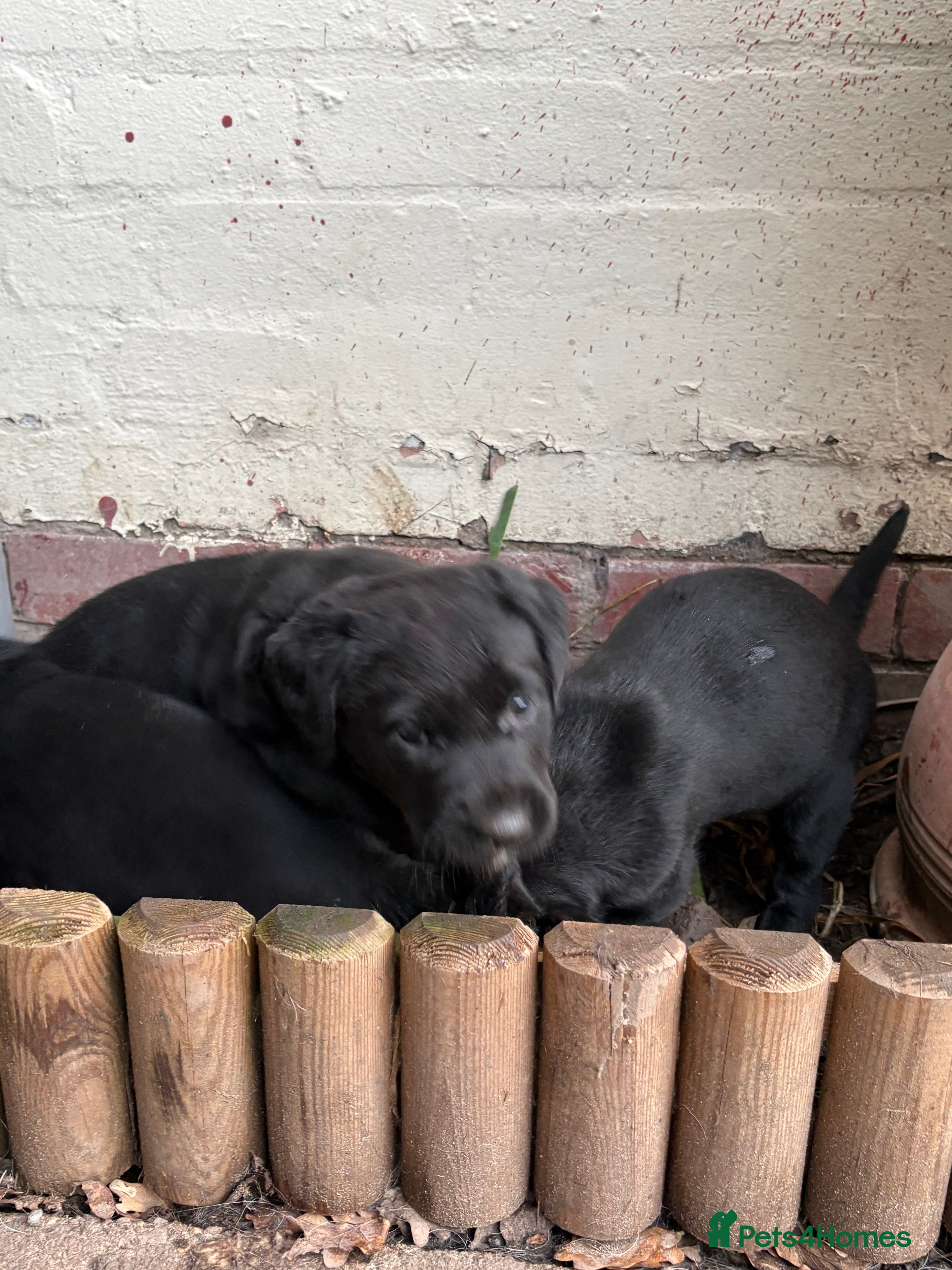 Labrador Retriever dogs Labrador girl’s ready now 9 weeks old  - Advert 16