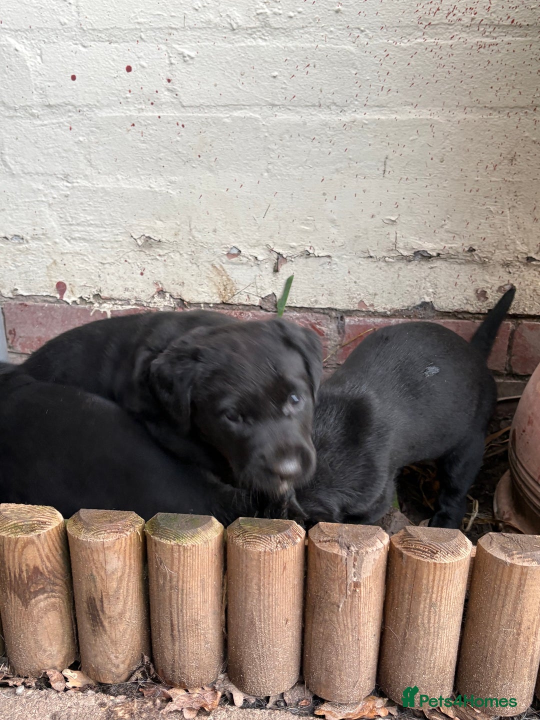 Labrador Retriever dogs for sale: Labrador girl’s ready now  - Advert 20