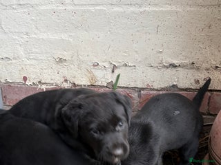 Labrador Retriever dogs Labrador girl’s ready now 9 weeks old - Advert 11