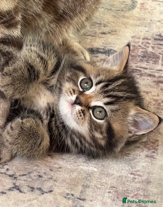 British Shorthair cats Sunning BSH kittens- ready from 22nd of December   - Advert 5