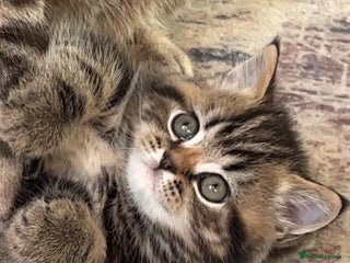 British Shorthair cats Sunning BSH kittens- ready from 22nd of December - Advert 8