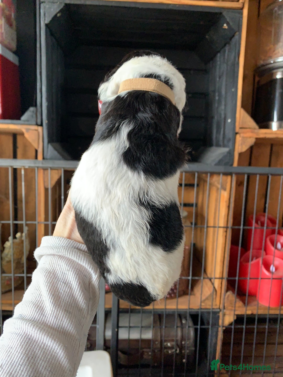 Bernedoodle dogs for sale: Standard Bernedoodle Blue Merle, Black White. - Image 10