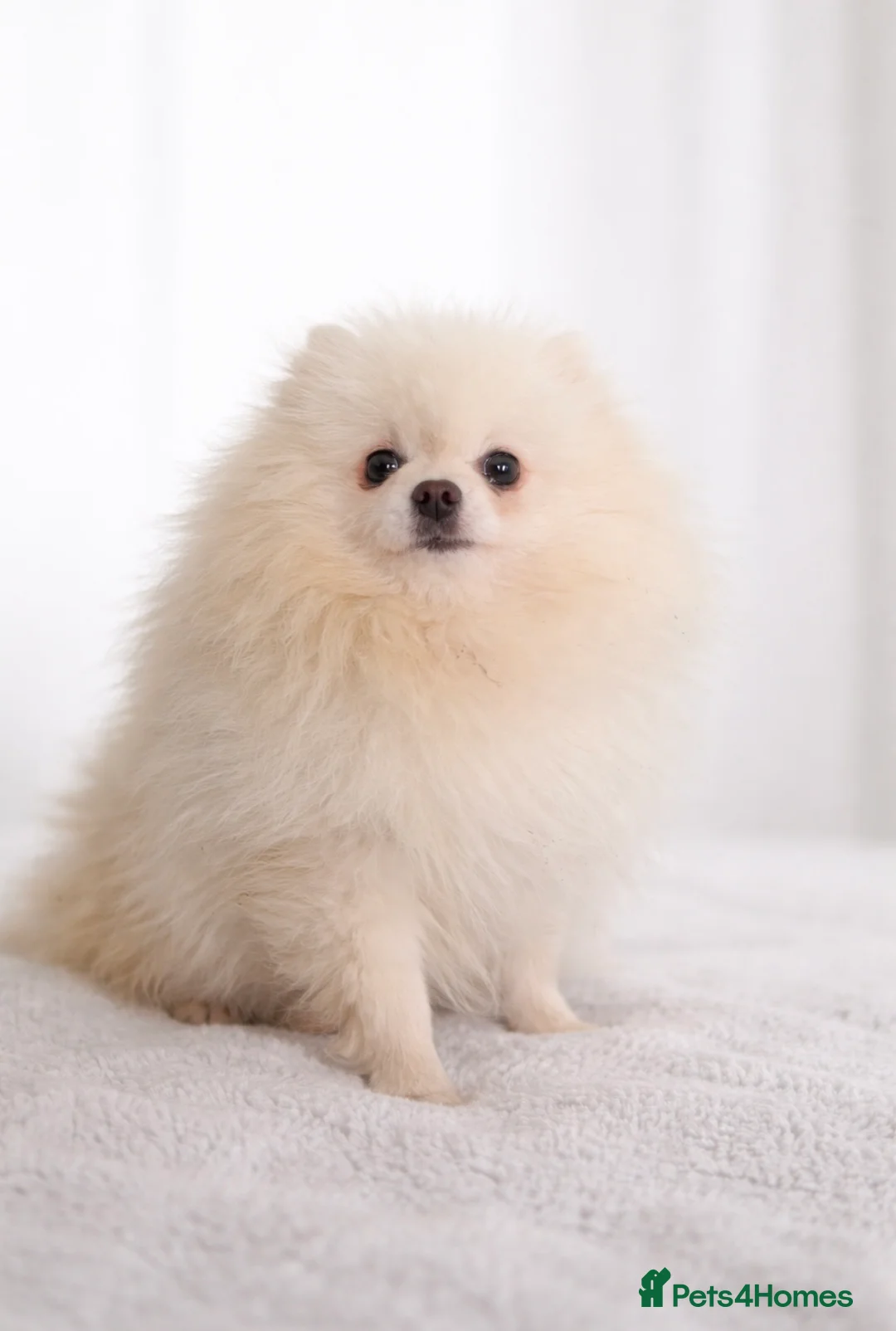 Pomeranian dogs for stud: Stunning Pomeranian Stud - Advert 3