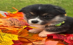Welsh Corgi Pembroke dogs for sale: Champion Show quality stunning Corgi Puppies - Image 16