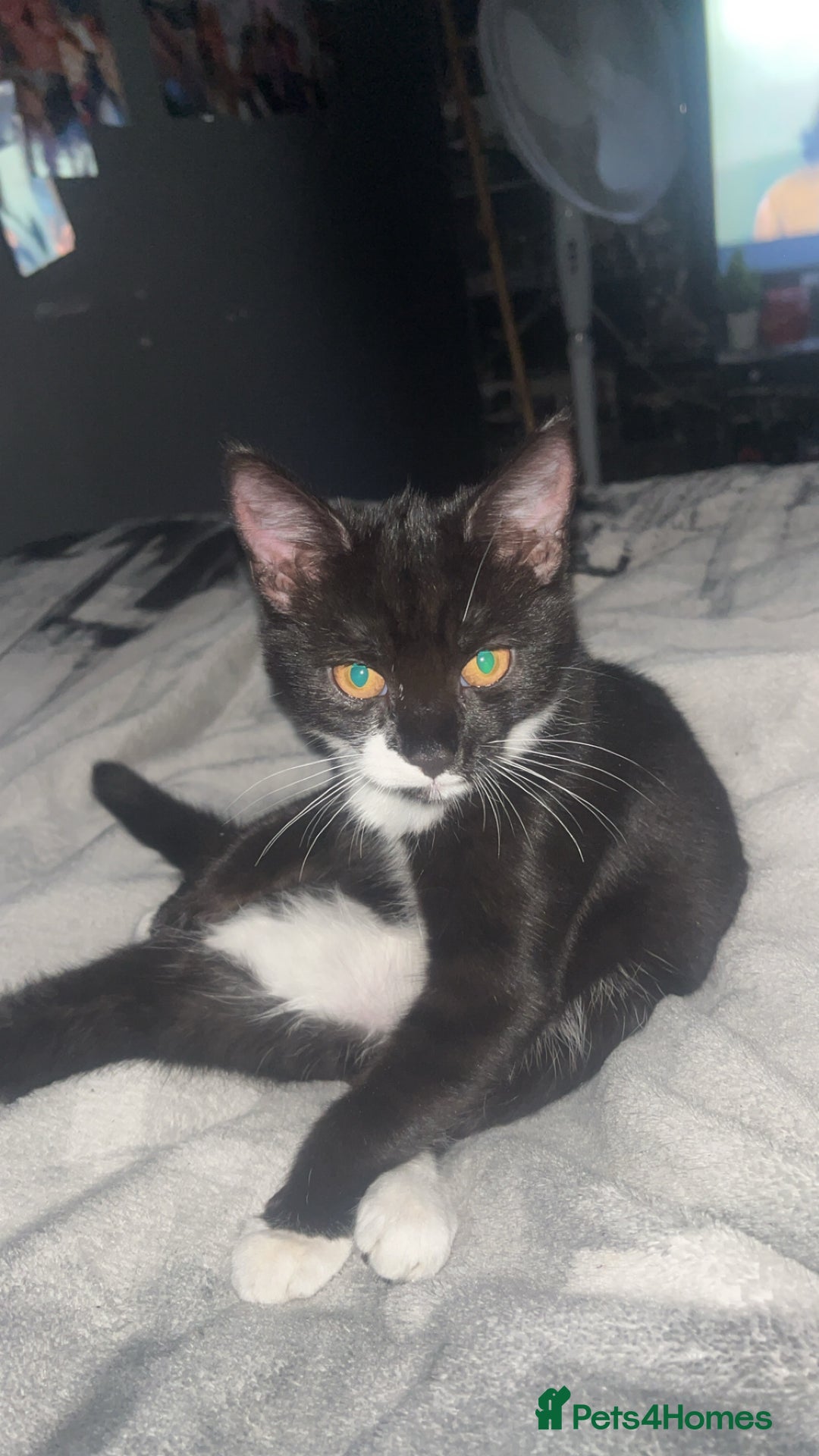 British Shorthair cats for sale: black and white young cat  - Advert 3