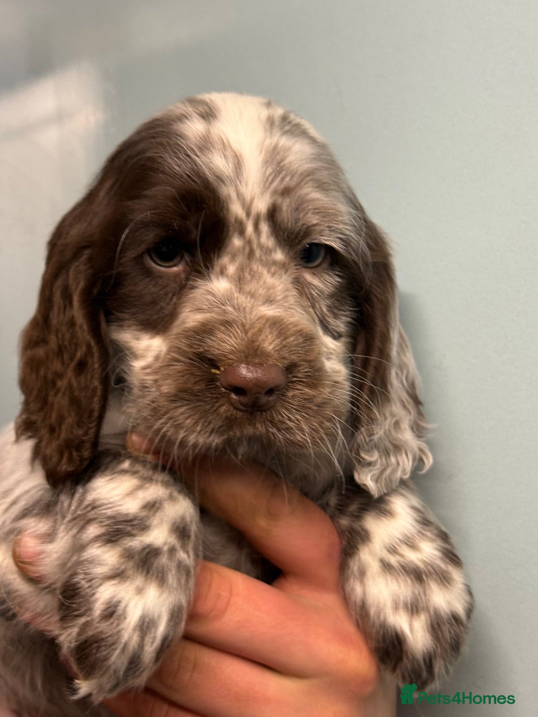 Cocker Spaniel dogs for sale: Ready Now Cocker Spaniel Male - Advert 6