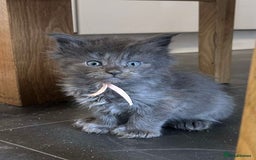 Maine Coon cats for sale: MAINE COON KITTENS SOME POLYDACTYL  - Image 17