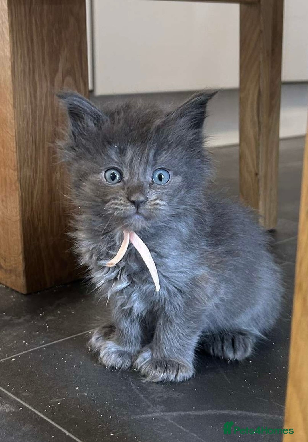 Maine Coon cats for sale: MAINE COON KITTENS SOME POLYDACTYL  - Image 17