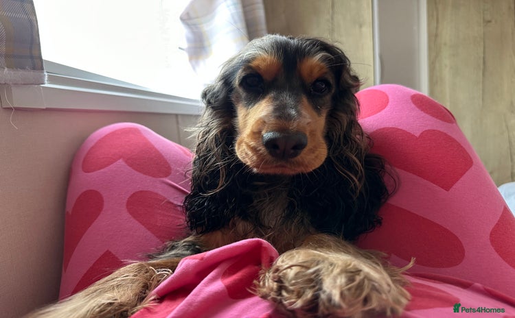 Cocker Spaniel dogs - Advert 1