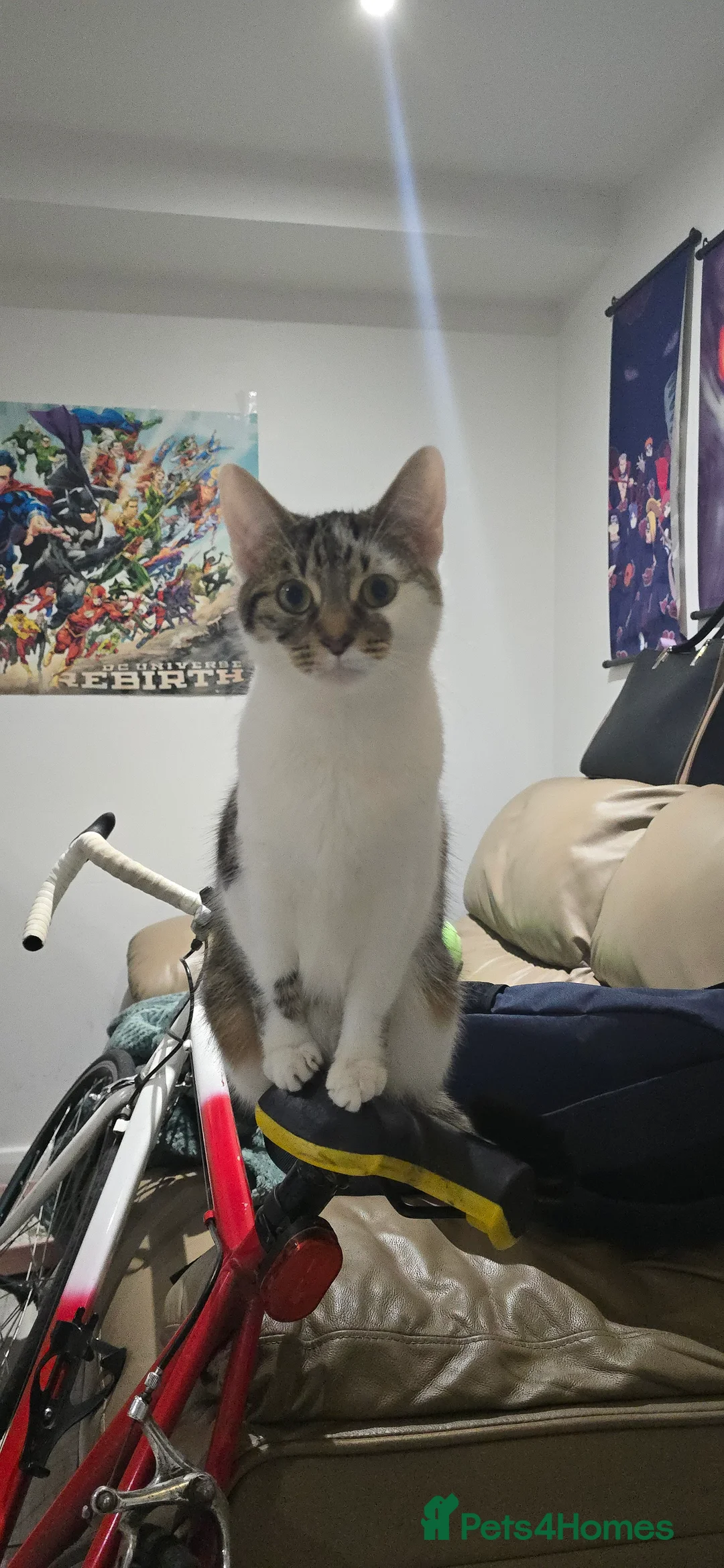 British Shorthair cats for sale: Shorthair  - Advert 8