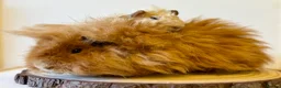 Guinea Pig rodents for sale: Selection of guinea pigs looking for new homes  - Advert 11