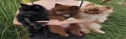 German Spitz dogs for sale: 1 German Spitz Mittel Boy left - Black - Advert 18