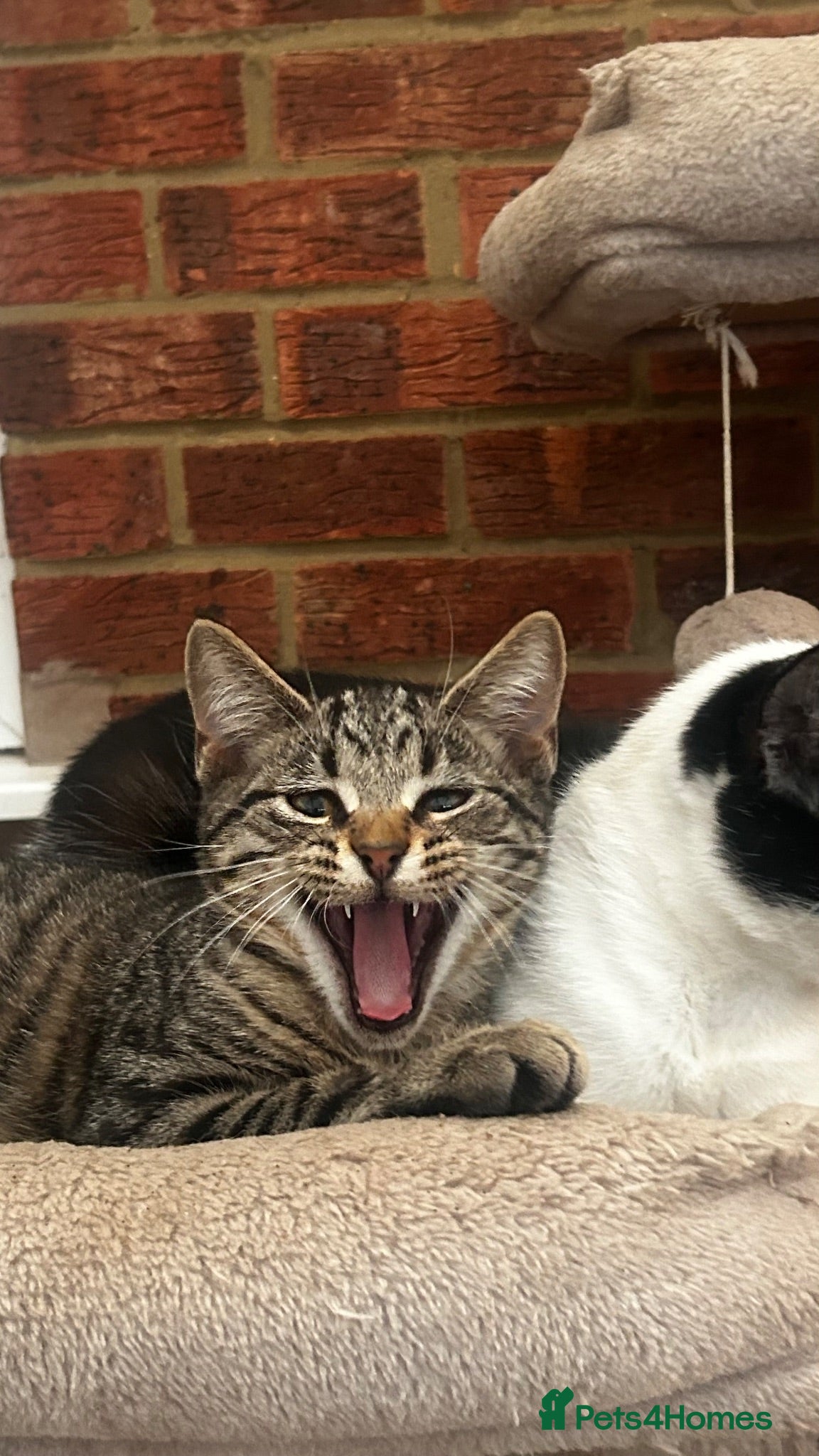 Mixed Breed cats Cute and playful  kittens - Advert 14
