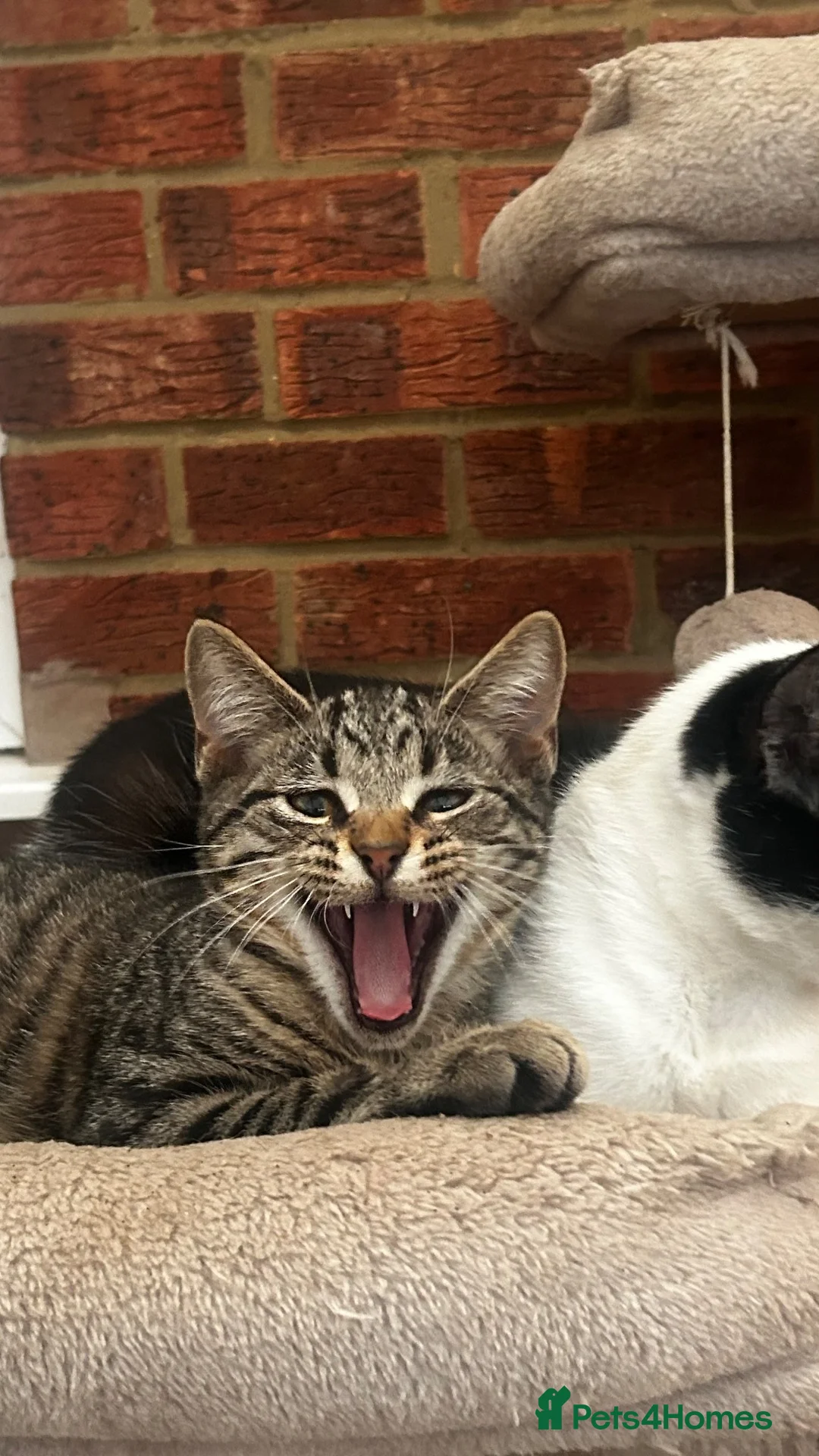 Mixed Breed cats for sale: Cute and playful  kittens - Advert 1