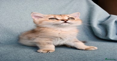 British Shorthair cats - Advert 2