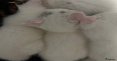 Mixed Breed cats - Advert 9