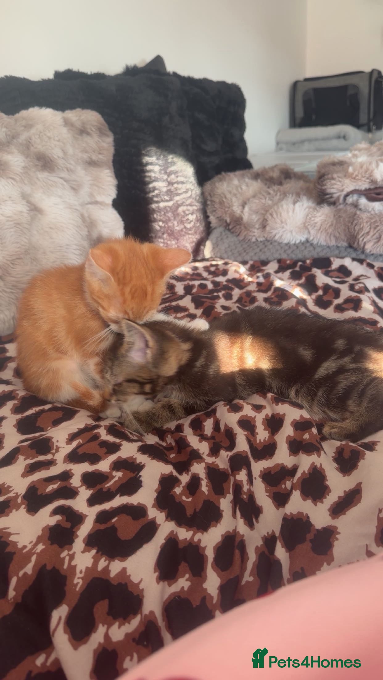 Bengal cats URGENT 2Fluffy Bengal mix females for sale🎀🌸 - Advert 2