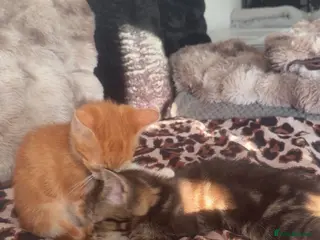 Bengal cats URGENT 2Fluffy Bengal mix females for sale🎀🌸 - Advert 2