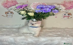 Ragdoll cats for sale: ⭐️TICA REG⭐️Pedigree Ragdoll Kittens DNA CLEAR ✅  - Image 22