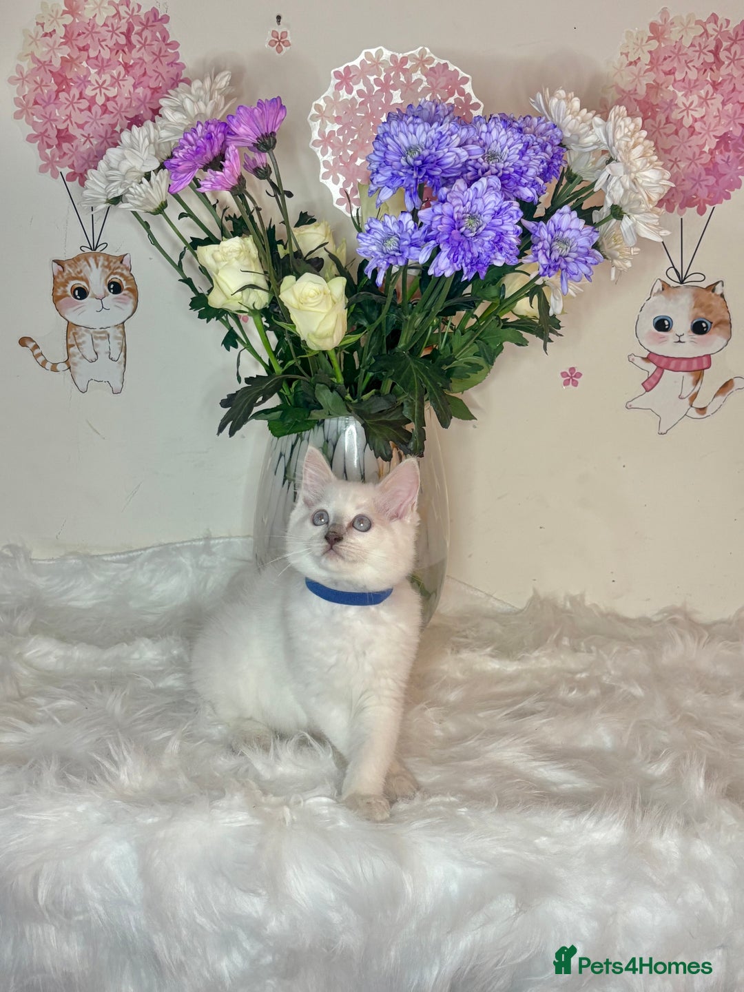 Ragdoll cats for sale: ⭐️TICA REG⭐️Pedigree Ragdoll Kittens DNA CLEAR ✅  - Image 22
