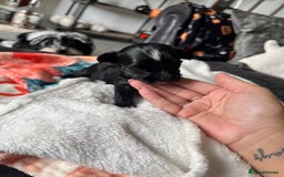 Mixed Breed dogs for sale: Maltese cross Chinese crested puppies for sale - Image 8