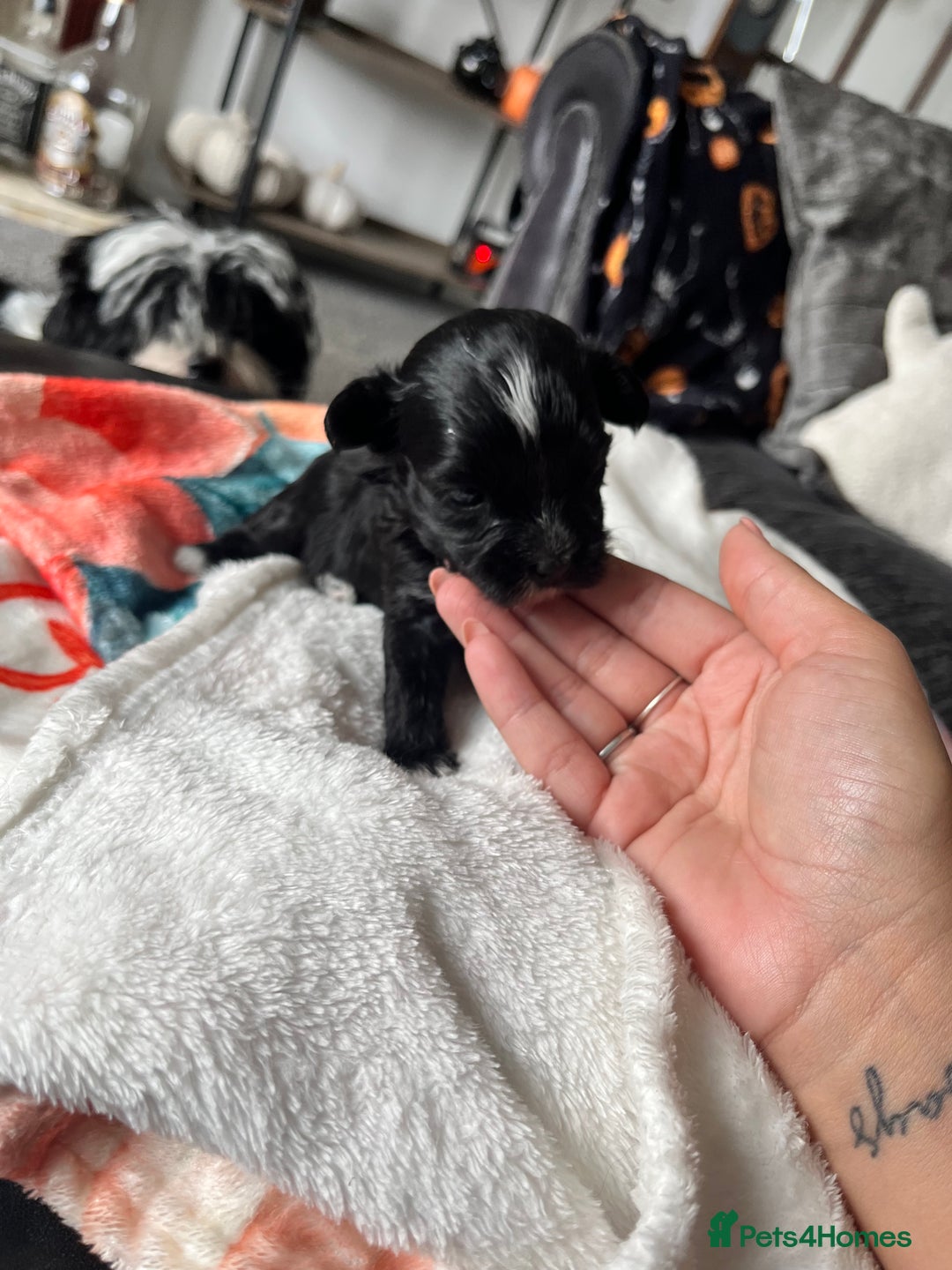 Mixed Breed dogs for sale: Maltese cross Chinese crested puppies for sale - Image 8