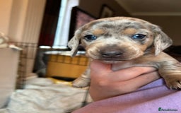 Miniature Dachshund dogs for sale: Mini dachshund puppies 6 weeks - Advert 24