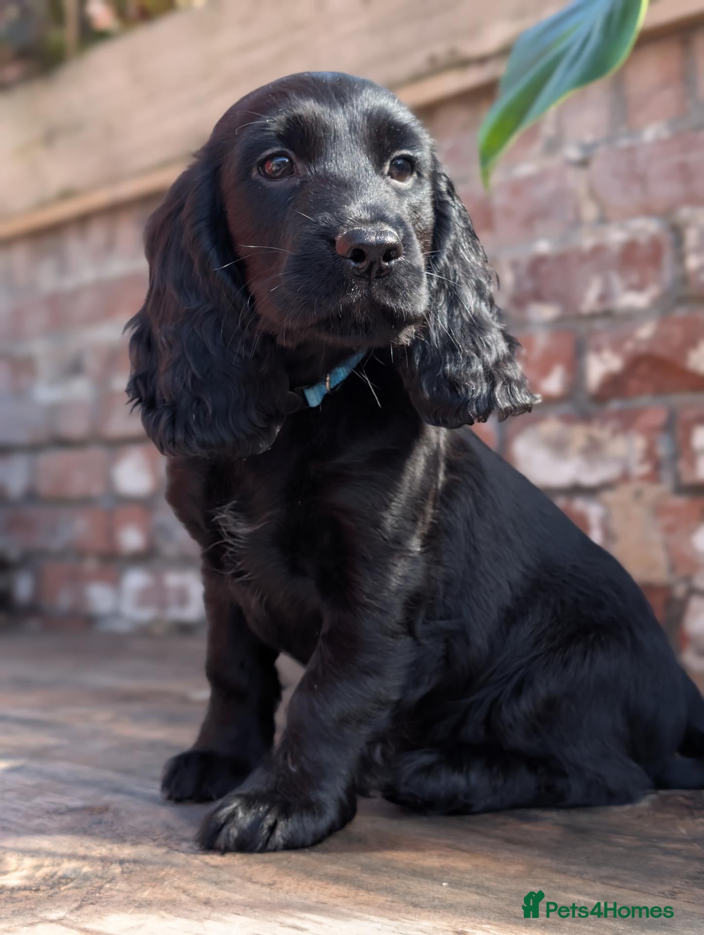 Cocker Spaniel dogs Cocker spaniels – Ready now 2 boys + 1 girl. - Advert 14