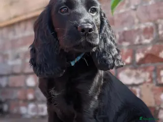 Cocker Spaniel dogs Cocker spaniels – Ready now 2 boys + 1 girl. - Advert 14