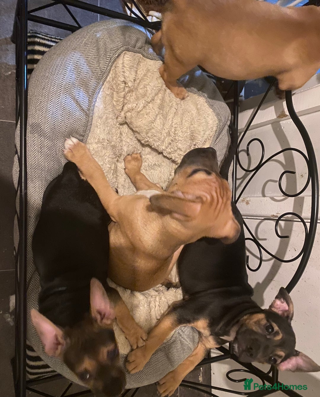 Mixed Breed dogs for sale: French bulldog cross jack russell pups for sale. - Image 2