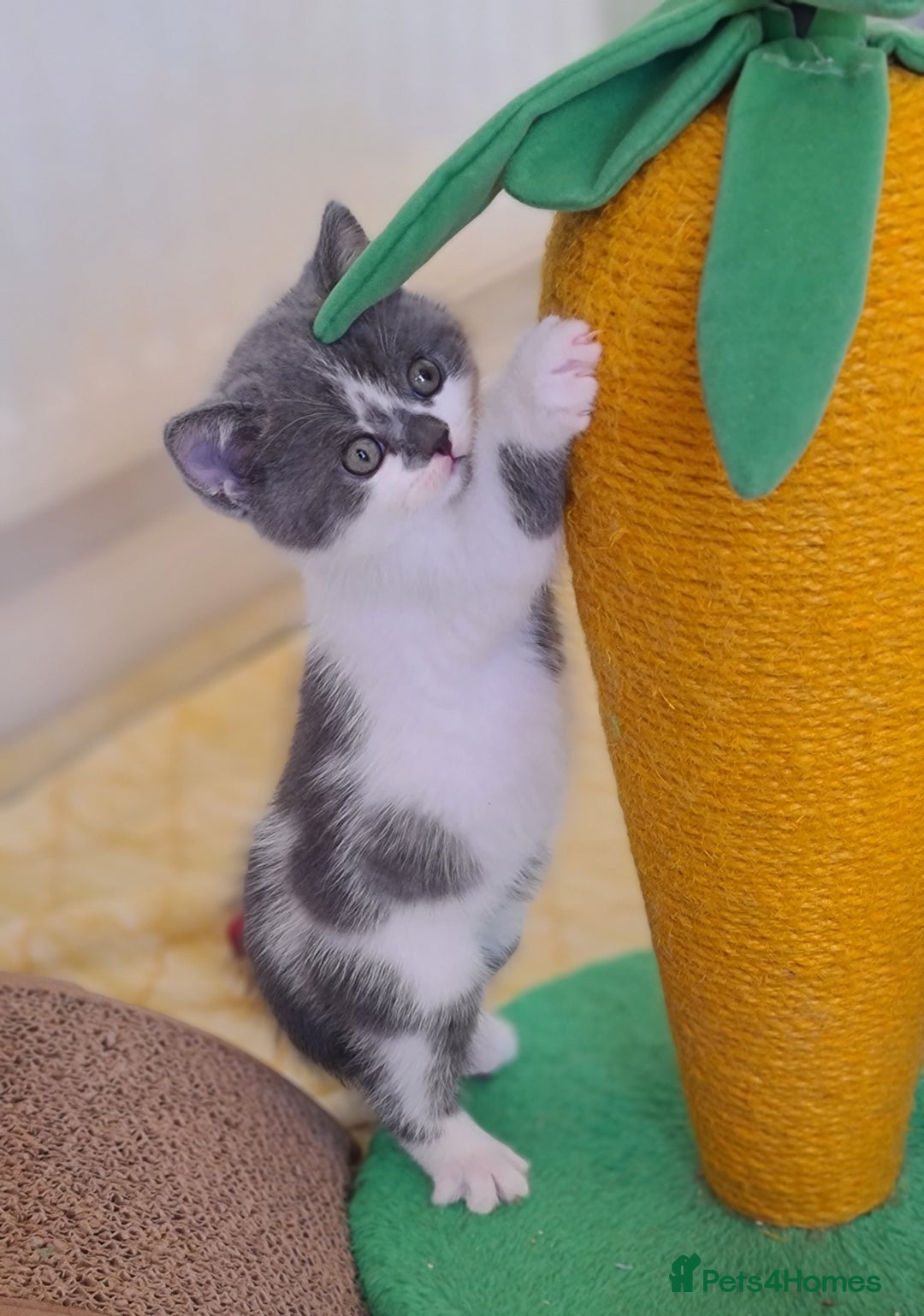 British Shorthair cats for sale: British ShortHair kittens GCCF  - Advert 2