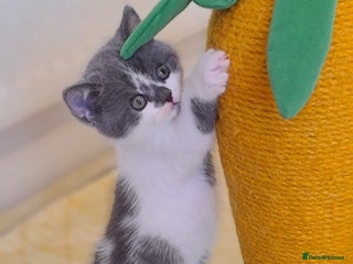 British Shorthair cats British ShortHair kittens GCCF - Advert 1