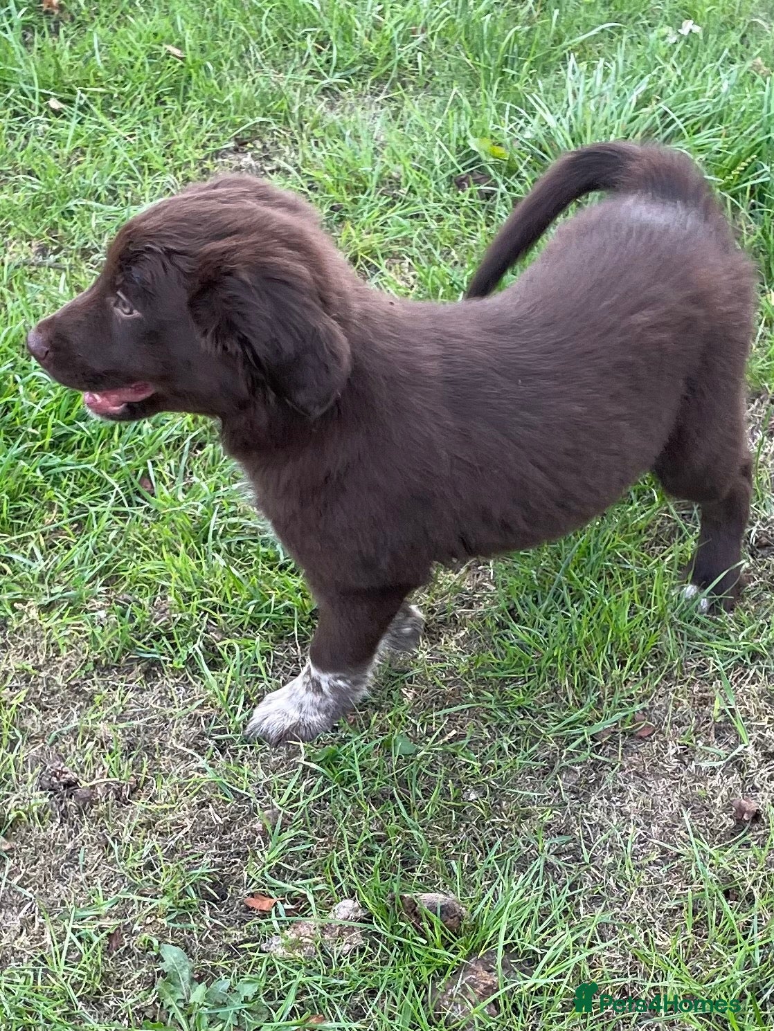 Border Collie dogs Border Collie x Cocker Last puppy - Advert 1