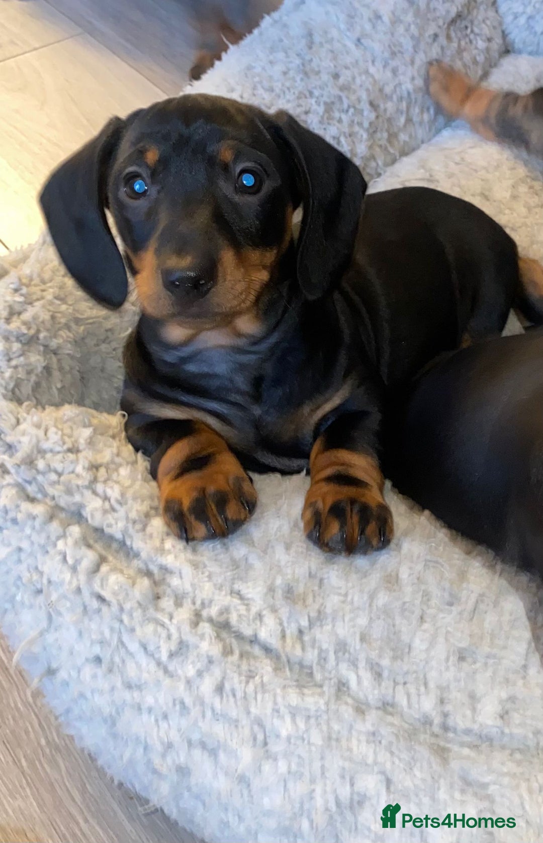 Miniature Dachshund dogs for sale: 3x beautiful mini daschund puppies  - Advert 2