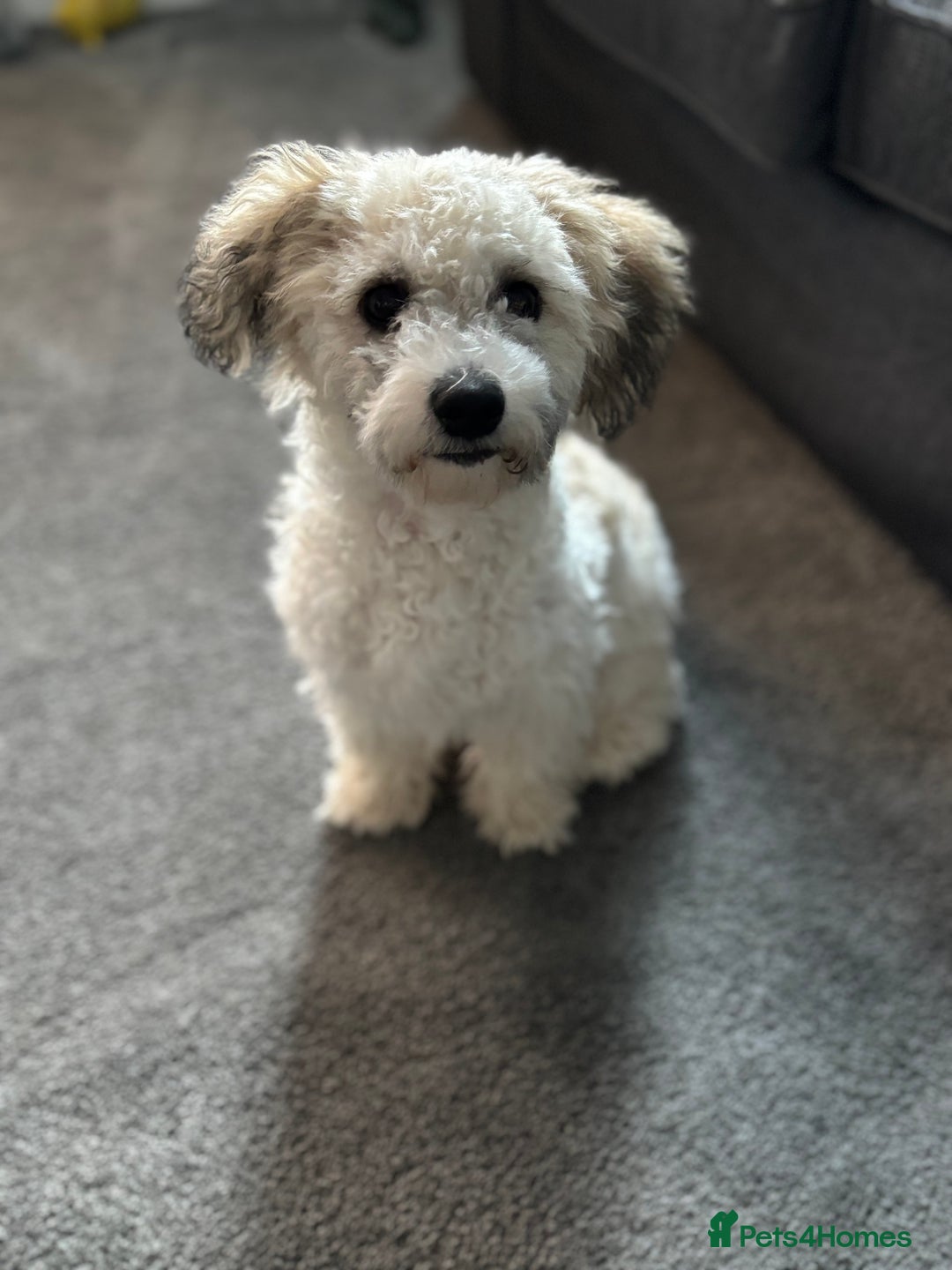 Zuchon dogs for sale: Looking for a loving home in Dudley - Image 2