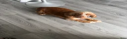 Cockapoo dogs for sale: Beautiful red F1 cockapoo pups  - Advert 3