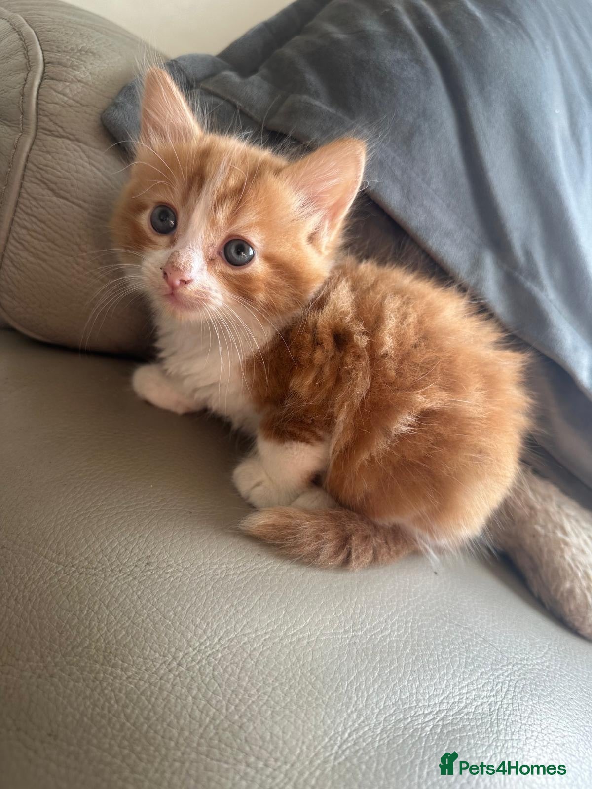 Mixed Breed cats Beautiful kitten for sale 💕 - Advert 3