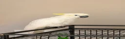 Cockatoo birds for sale: Cockatoo Sulphur-Crested **SILLY TAME** in Bradford - Advert 4