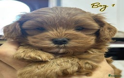 Shihpoo dogs for sale: 🐾 Toy Poodle x Shihpoo Puppies for Sale - Image 11