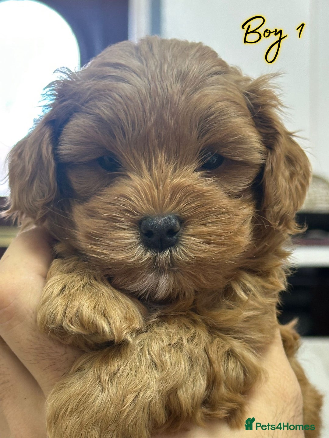 Shihpoo dogs for sale: 🐾 Toy Poodle x Shihpoo Puppies for Sale - Image 11