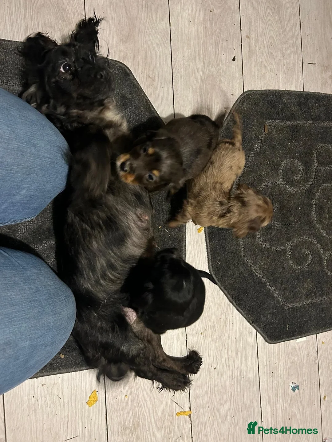 Cocker Spaniel dogs for sale: Beautiful Cockers  in Edinburgh - Advert 2