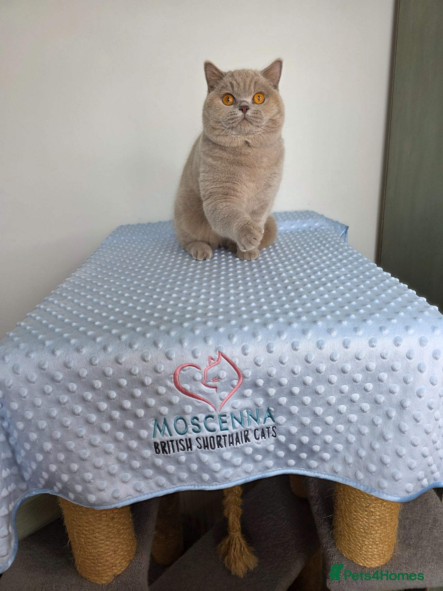 British Shorthair cats for sale: CHAMPION SIRED GCCF REG LILAC BSH MALE ADULT - Advert 1