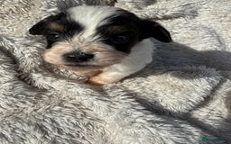 Mixed Breed dogs for sale: Cockapoo x Pomeranian puppies  - Image 2