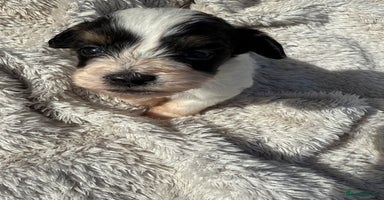Mixed Breed dogs - Advert 1
