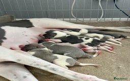 Whippet dogs for sale: Stunning whippet puppies - Image 6