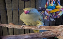 Parrots birds for sale: Ring neck parrot  - Image 3