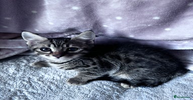 Mixed Breed cats - Advert 5