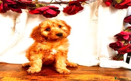 Cockapoo dogs for sale: Quality F1 Cockapoo Puppies GIRLS Various pricing  - Image 6