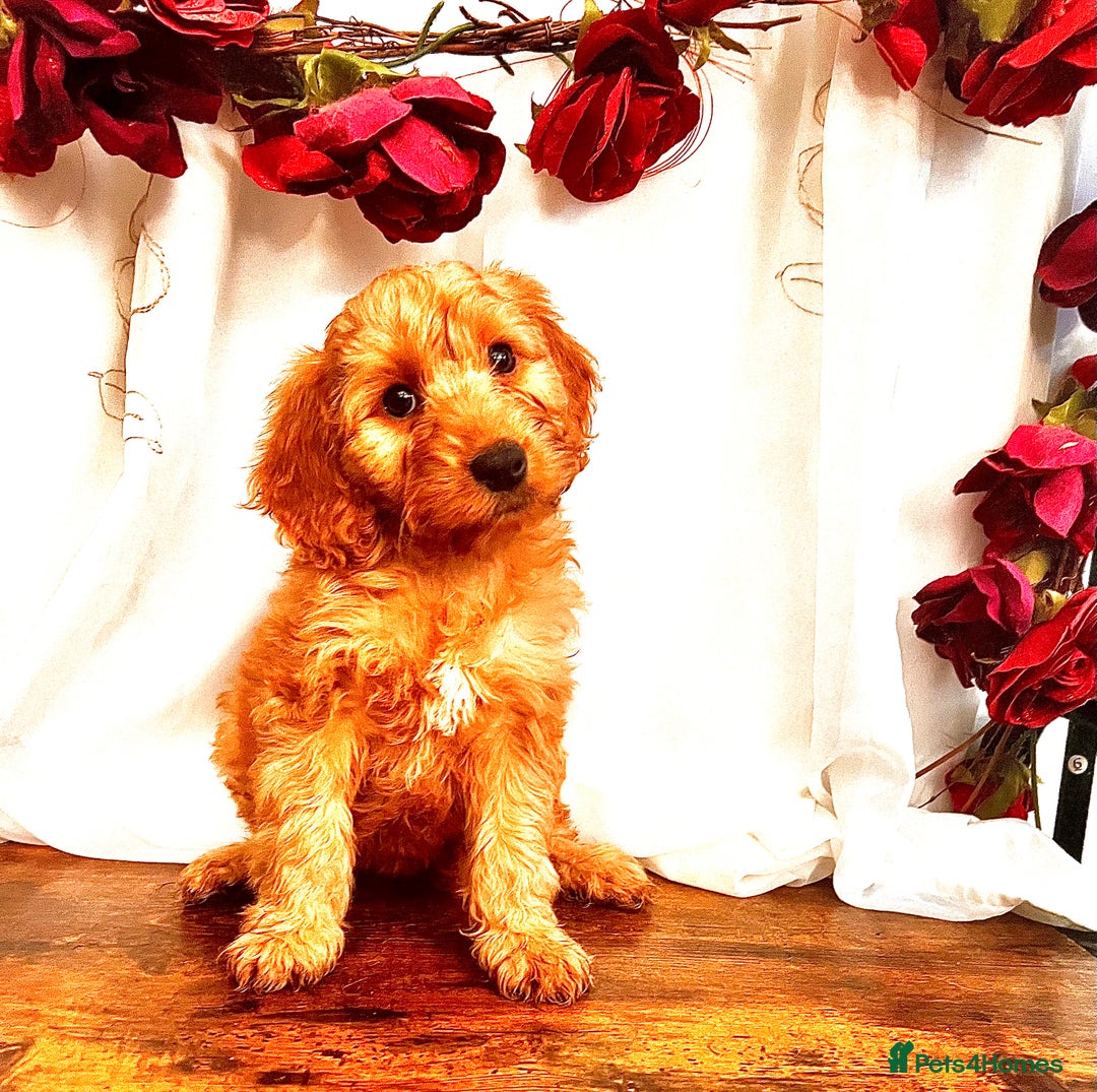 Cockapoo dogs for sale: Quality F1 Cockapoo Puppies GIRLS Various pricing  - Image 6